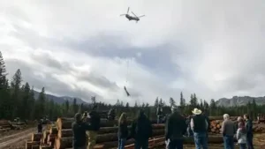 Helicopters were used to place more than 6,000 logs into remote: The wider industry impact
