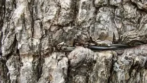 Neanderthals made three-ply cord by twisting tree bark fibres: The wider industry impact