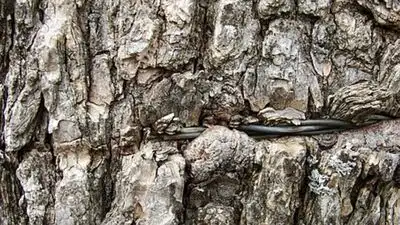 Neanderthals made three-ply cord by twisting tree bark fibres: The wider industry impact