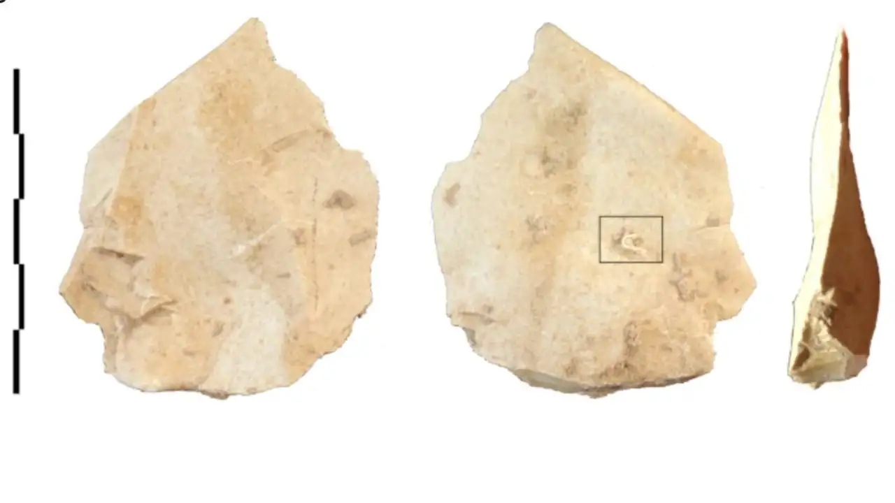 Neanderthals made three-ply cord by twisting tree bark fibres: The wider industry impact