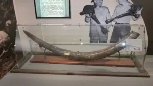 In 2024, a Florida diver thought he'd found driftwood underwater: The wider industry impact