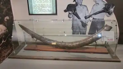 In 2024, a Florida diver thought he'd found driftwood underwater: The wider industry impact