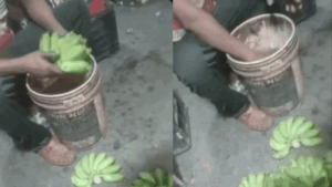 Bananas soaked in ethephon? 1,394kg stock seized in Navi Mumbai raid: The wider industry impact