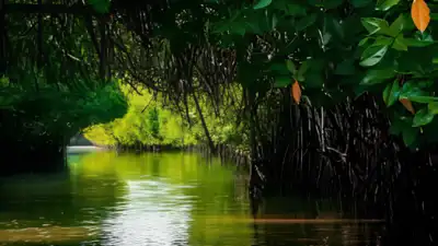 Mumbai mangrove cover shrinks 17.41% in 18 years, study raises: The wider industry impact