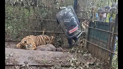 Another tiger captured near Gudalur in the Nilgiris