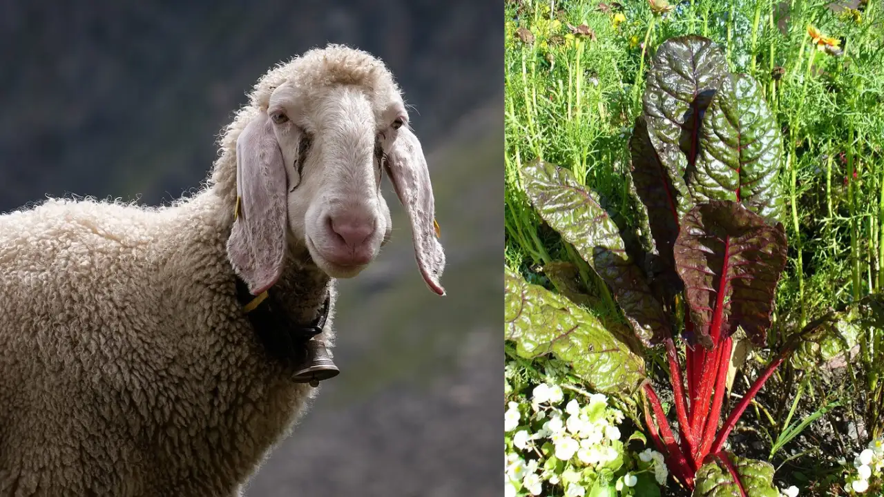Because of the addition of waste sheep’s wool in a greenhouse: The wider industry impact