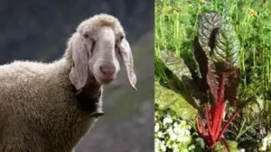 Because of the addition of waste sheep’s wool in a greenhouse: The wider industry impact