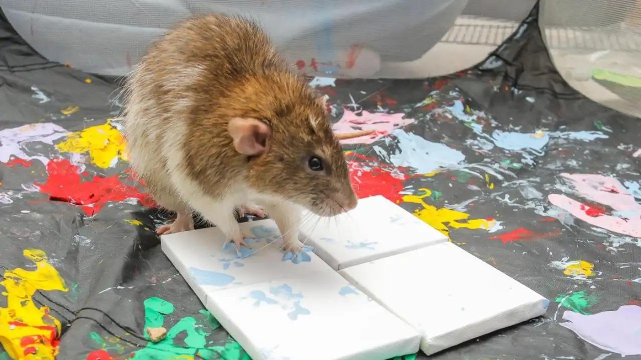 British university student turns her pet rats into viral miniature: The wider industry impact
