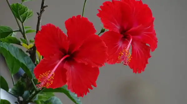 Its flowers can appear blue or pink depending on the soil as stated in a report of American