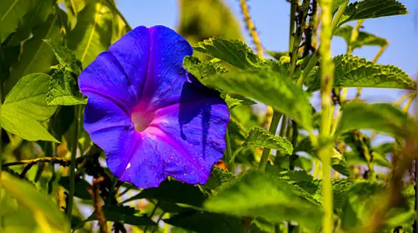 Its flowers can appear blue or pink depending on the soil as stated in a report of American