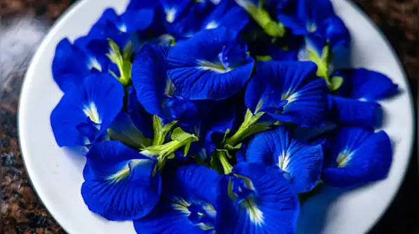 Its flowers can appear blue or pink depending on the soil as stated in a report of American