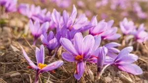 Its flowers can appear blue or pink depending on the soil as stated in a report of American