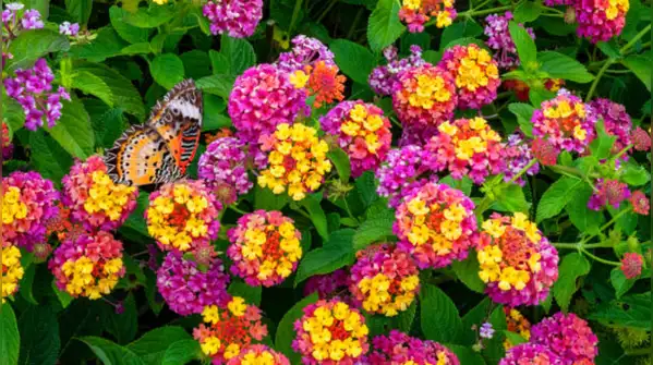 Its flowers can appear blue or pink depending on the soil as stated in a report of American
