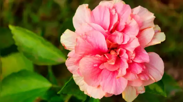 Its flowers can appear blue or pink depending on the soil as stated in a report of American