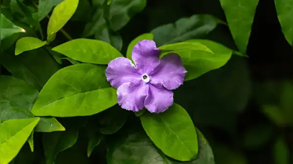 Its flowers can appear blue or pink depending on the soil as stated in a report of American