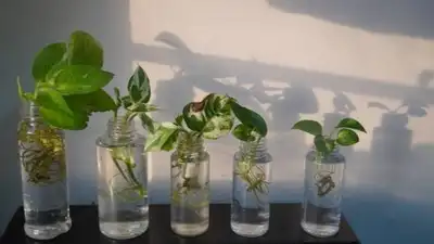 A money plant (pothos) can live in water for years