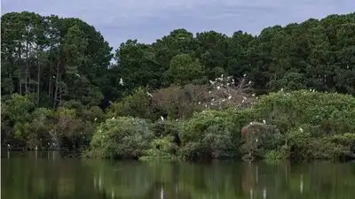 In 1985, Charleston Museum received over 700 acres on James Island: The wider industry impact