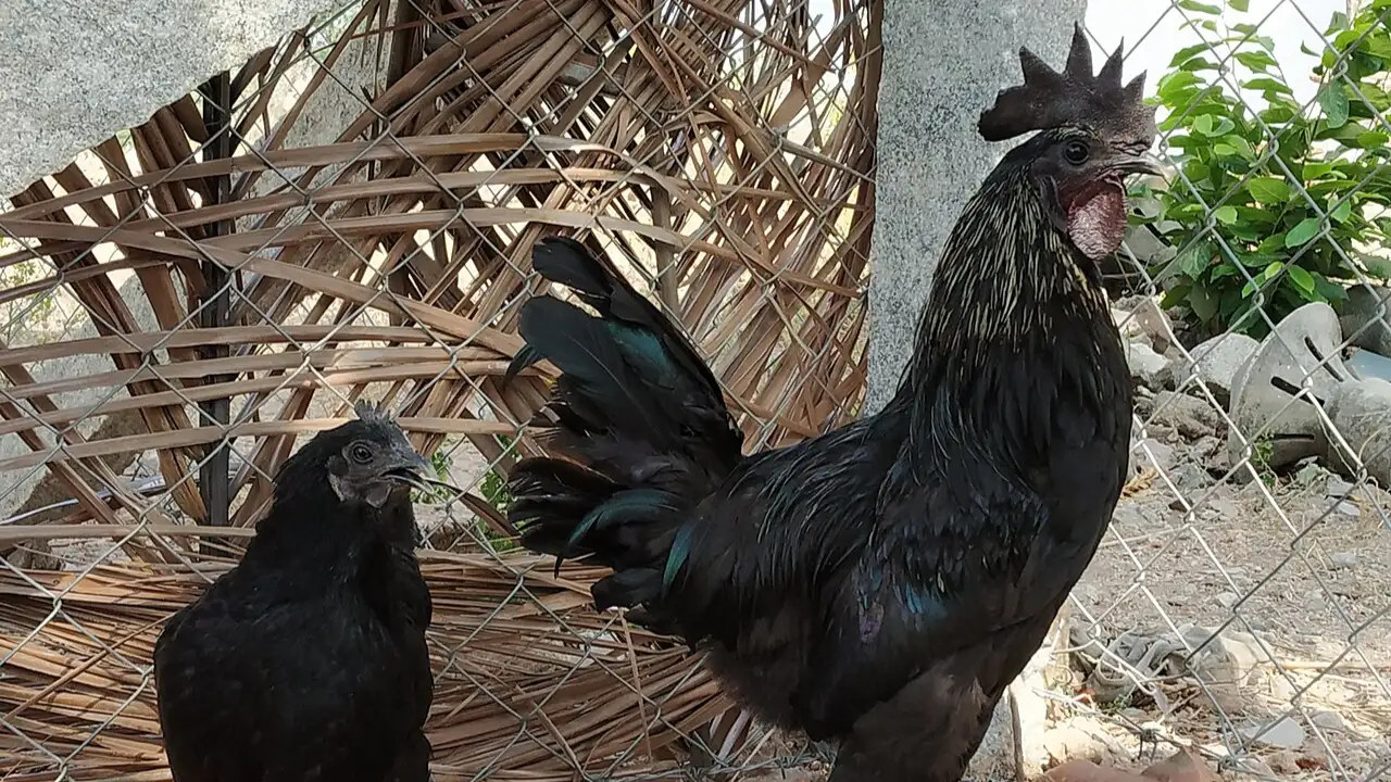 From its feathers to its meat and bones, the Kadaknath chicken is almost completely black