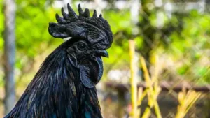 From its feathers to its meat and bones, the Kadaknath chicken is almost completely black