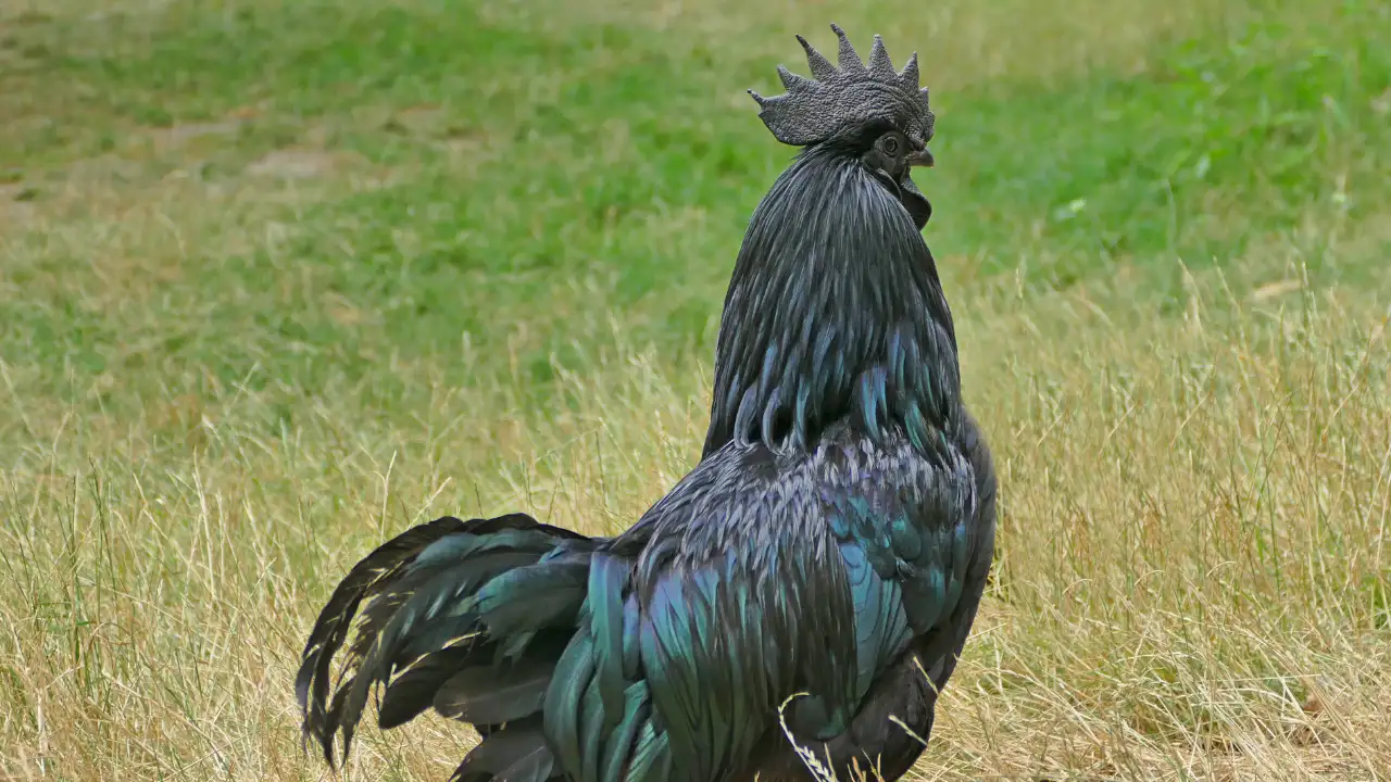 From its feathers to its meat and bones, the Kadaknath chicken is almost completely black
