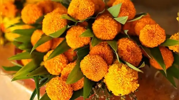 Here are five easy flowers to start from mid-October, along with simple tips to help them thrive