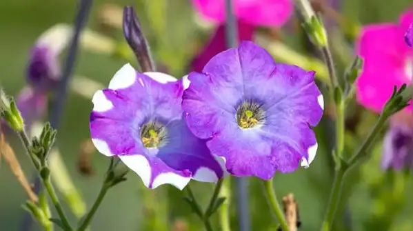 Here are five easy flowers to start from mid-October, along with simple tips to help them thrive