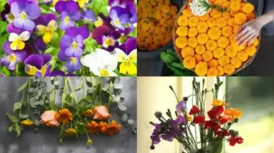 Here are five easy flowers to start from mid-October, along with simple tips to help them thrive