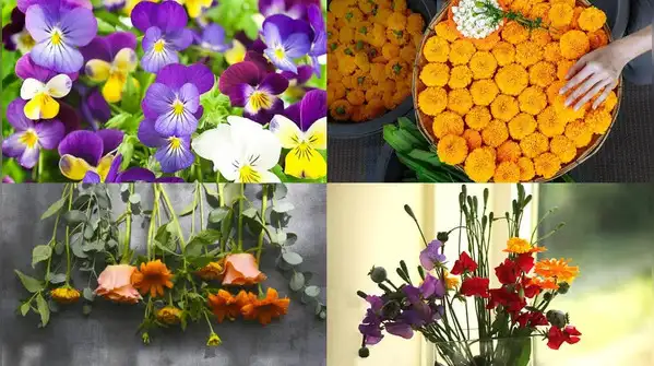Here are five easy flowers to start from mid-October, along with simple tips to help them thrive