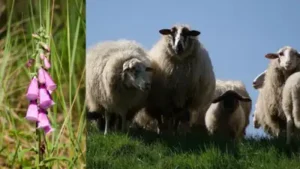 Two growing seasons were observed, and the researchers examined: The wider industry impact