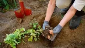 Here is a simple five-step guide to planting potatoes in fall, even if you only have a few pots