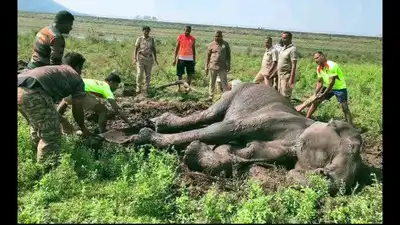Elephant rescued from slush at Gunderipallam dam dies despite: The wider industry impact