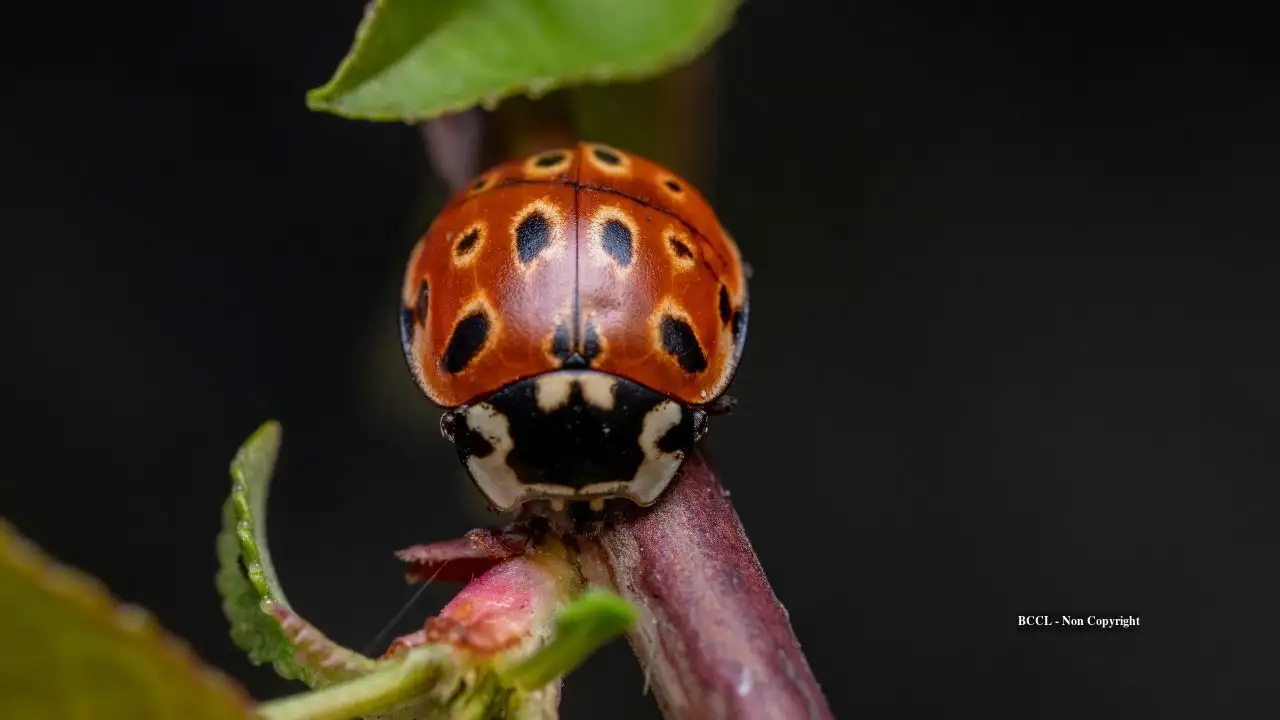 Asian lady beetles Although releases began as early as 1916: The wider industry impact