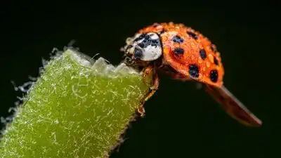 Asian lady beetles Although releases began as early as 1916: The wider industry impact