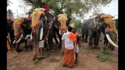 Madras high court directs TN govt to frame standard operating procedure — Use of elephants