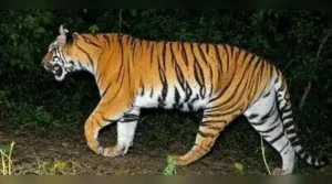 10 days into the wild, Buxa tigress marking territory across 30 sq km