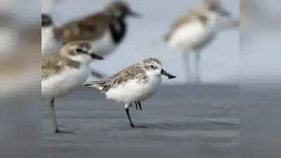 Das was among birders such as Aon, Khan, Kanad Baidya and Sankha: The wider industry impact