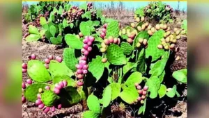 In drought-scorched Marathwada, the cactus could do more than: The wider industry impact