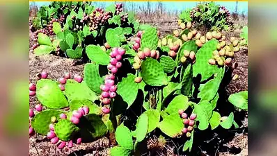 In drought-scorched Marathwada, the cactus could do more than: The wider industry impact