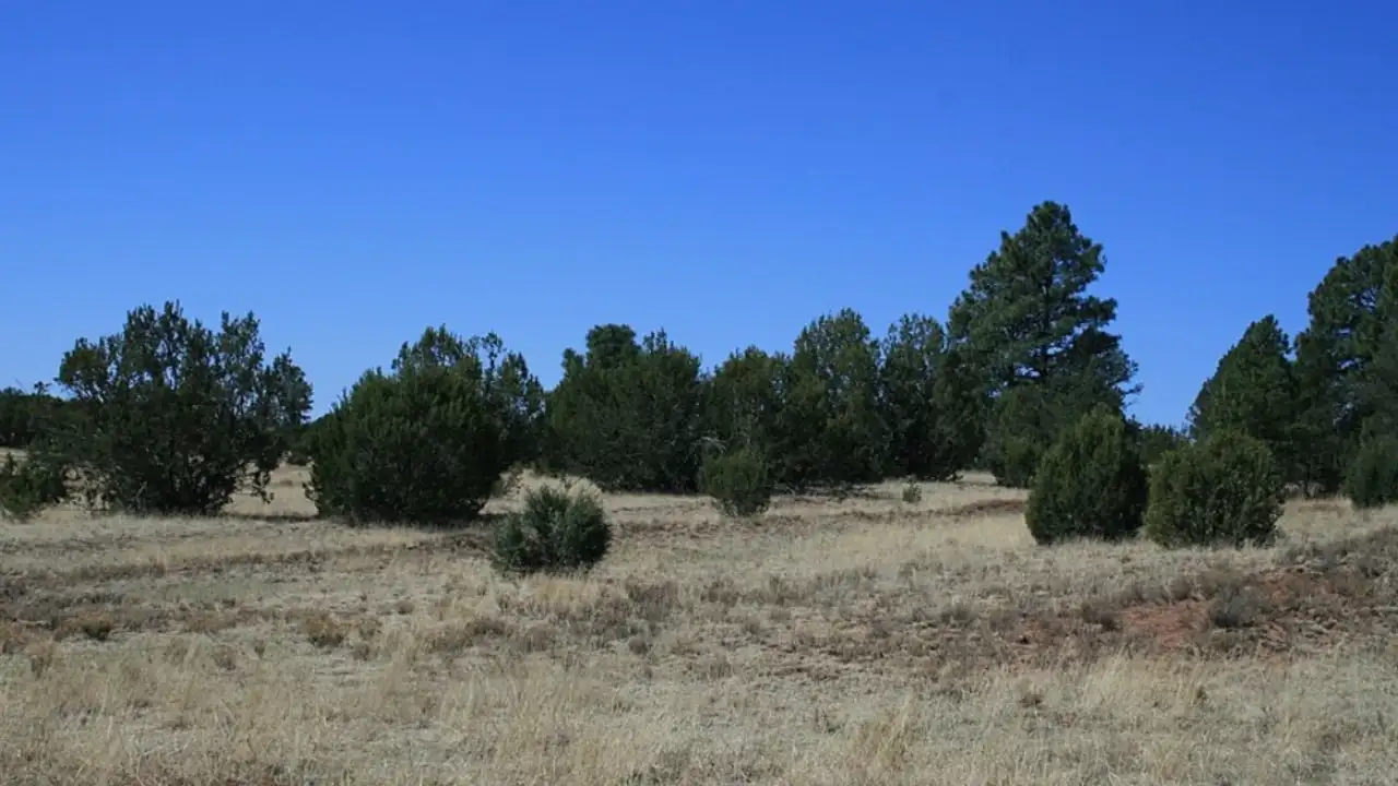 In the mid-1990s, Kimberly de Castro bought a 50-acre ranch outside: The wider industry impact