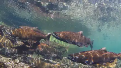In 2022, California launched a floating salmon-collection experiment: The wider industry impact