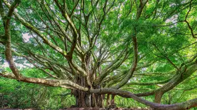 Two California neighbours settled a fight over 38 ficus trees with a $78,500 payment and 19 trees