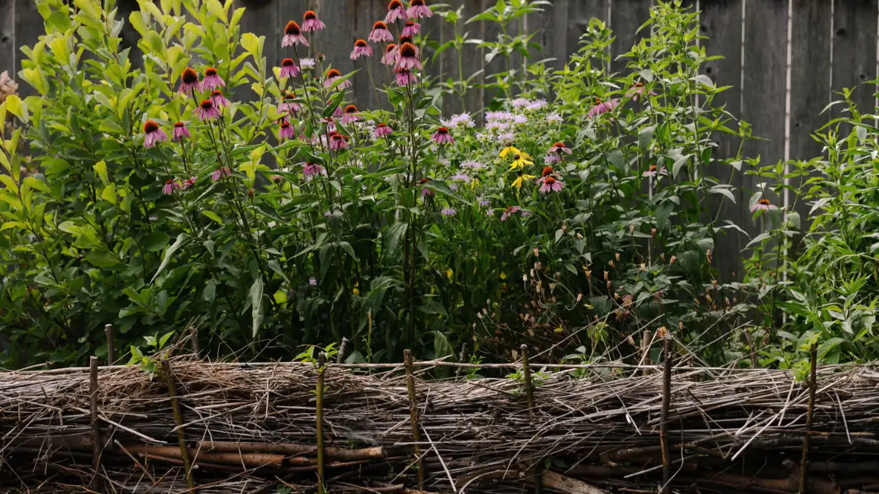 Their garden now contains more than 130 species native to northern: The wider industry impact