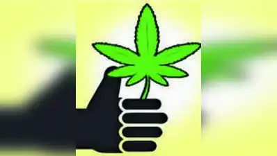 The Vatva narcotics squad of Ahmedabad city police seized 9.92kg of ganja worth approximately