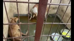 Animal welfare activists have raised concerns about the maintenance and operation of the animal