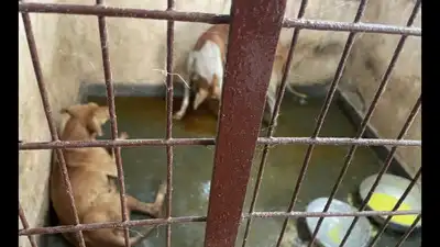 Animal welfare activists have raised concerns about the maintenance and operation of the animal
