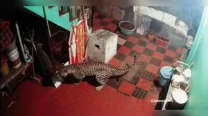 A CCTV camera footage of a leopard entering the compound of a house in Kotagiri in Nilgiris