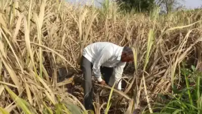 Yogi govet's (land)mark for farmers of UP — 8 districts, 11 villages