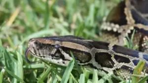 Florida's invasive Burmese pythons have moved into new territory: The wider industry impact