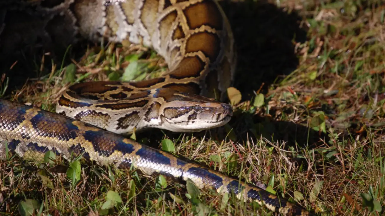 Florida's invasive Burmese pythons have moved into new territory: The wider industry impact