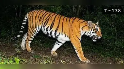 Buxa tigress yet to make a kill, foresters won't rush wild release